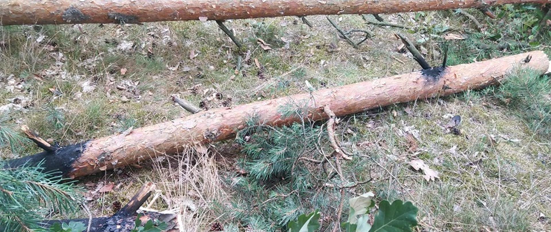 Widok przeciętego i opalonego drzewa usuniętego z linii energetycznej