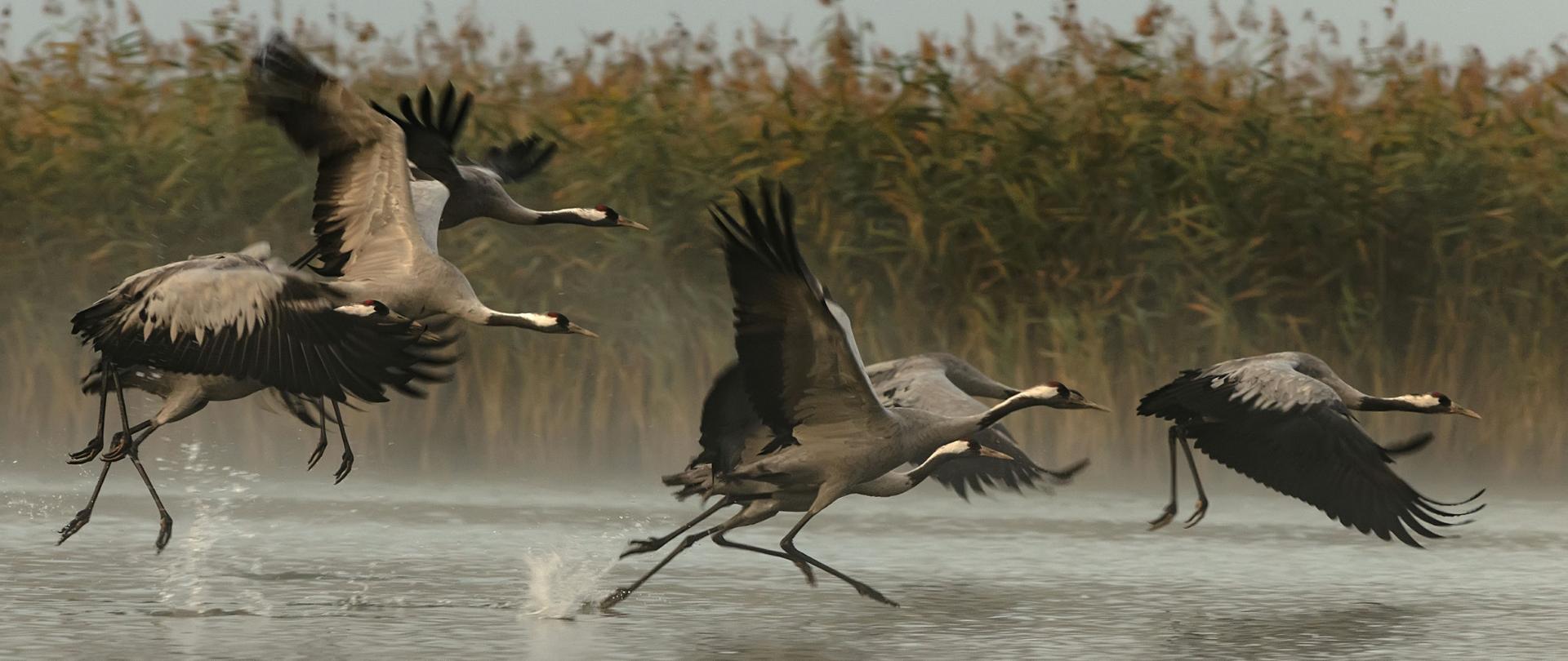 Grupa dużych ptaków - żurawi ma rozpostarte skrzydła i wzbija się do lotu nad wodą. Z tyłu widać zielone szuwary.