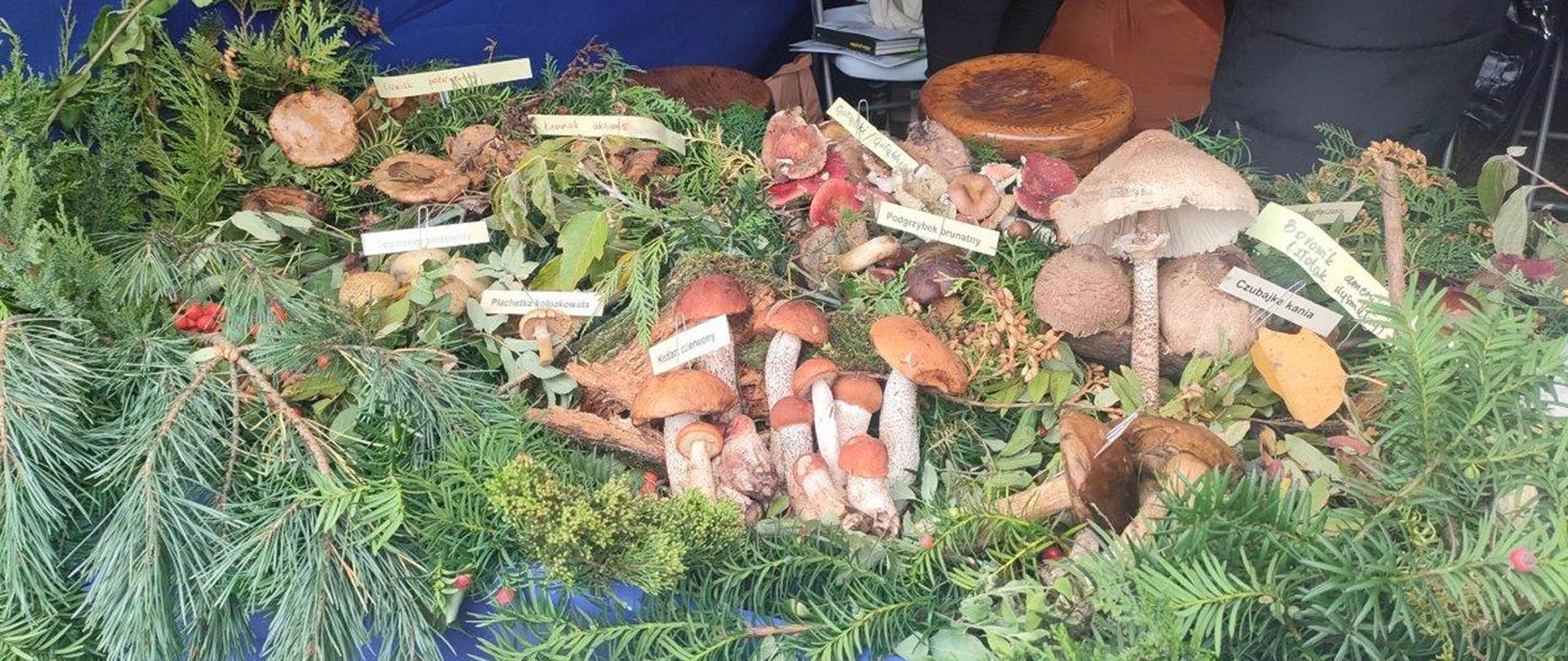 Wystawa grzybów „Poznaj grzyby - unikniesz zatrucia”