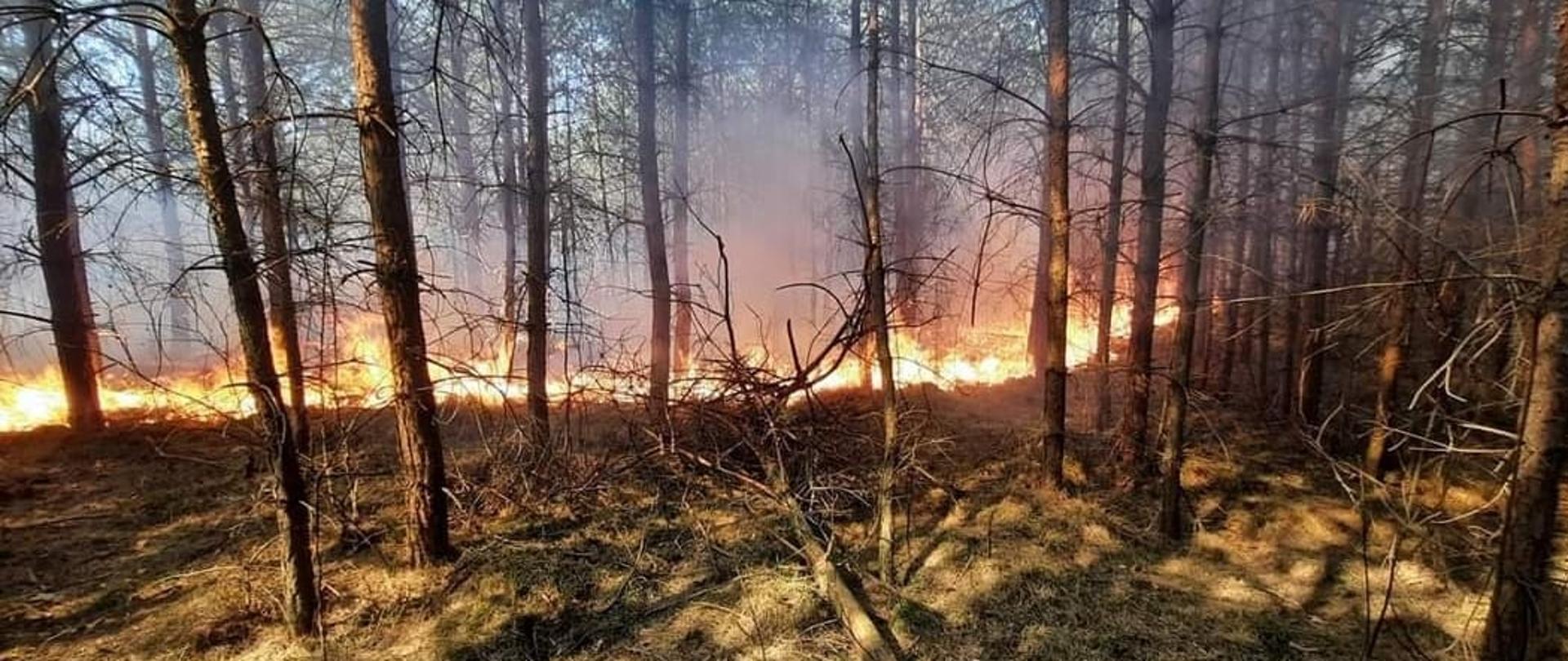 Pożar lasu – postawa godna naśladowania!