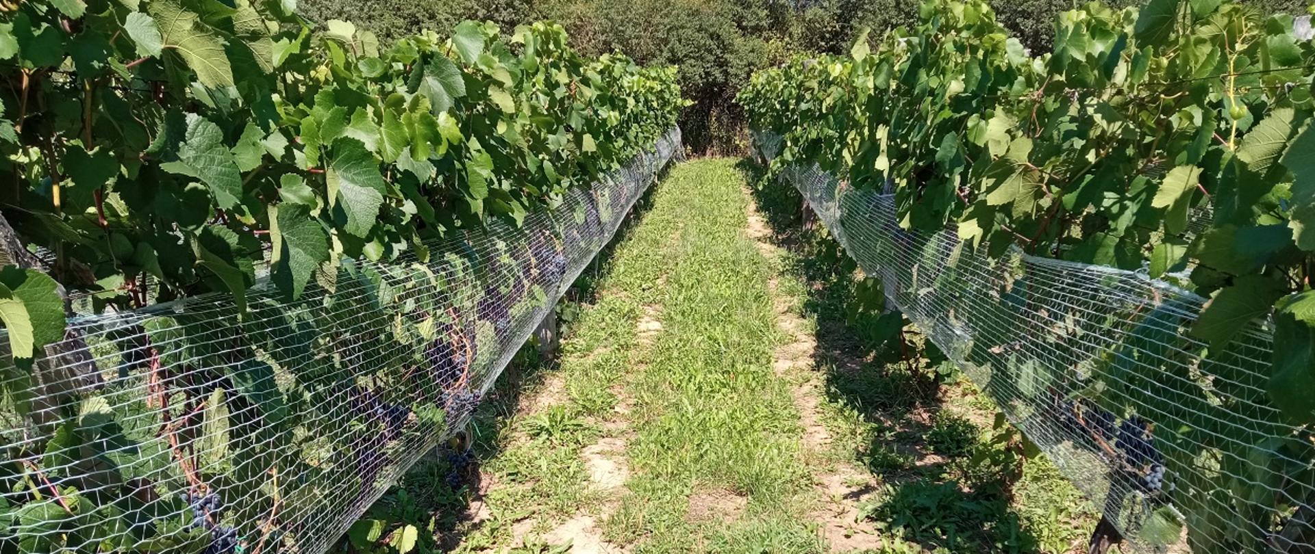 Zdjęcie poziome przedstawiające dwa rzędy winorośli rozdzielone długim, zielonym pasem zieleni.
W oddali widać las, a nad nim pasmo błękitnego nieba