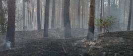 Łącznie ogień zniszczył ok. 1,6 ha poszycia leśnego wraz z podszytem.