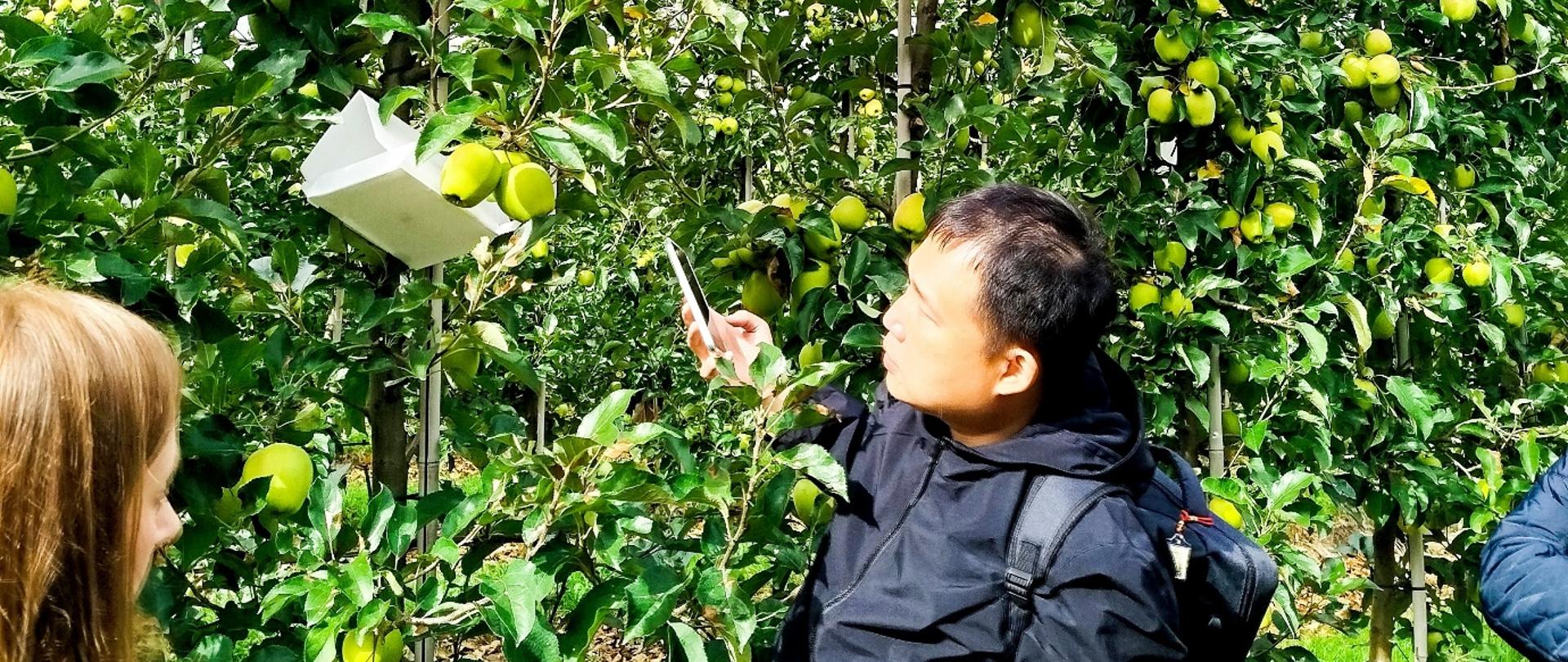 Grupa osób w sadzie jabłoniowym obserwuje drzewka obciążone dojrzałymi, zielonożółtymi jabłkami. Jedna osoba z plecakiem fotografuje owoce, obok stoi inna osoba. W tle widoczne rzędy jabłoni.