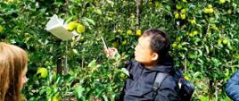 Grupa osób w sadzie jabłoniowym obserwuje drzewka obciążone dojrzałymi, zielonożółtymi jabłkami. Jedna osoba z plecakiem fotografuje owoce, obok stoi inna osoba. W tle widoczne rzędy jabłoni.