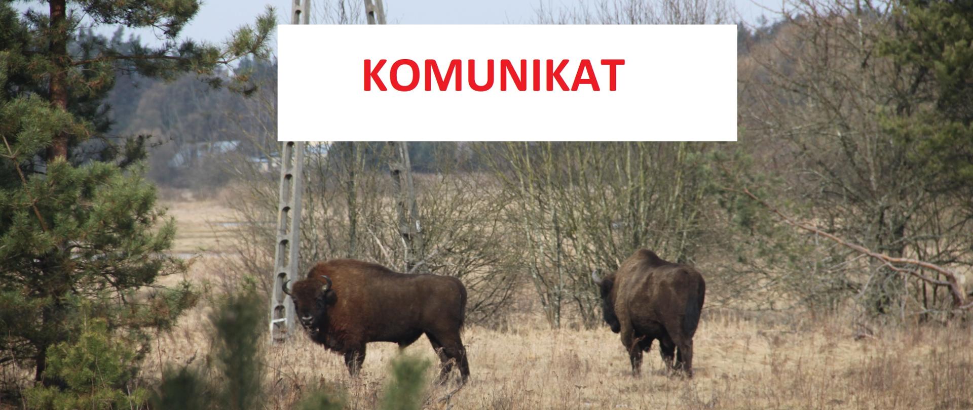 Wypłata odszkodowań za szkody wyrządzone przez bobry i żubry - komunikat