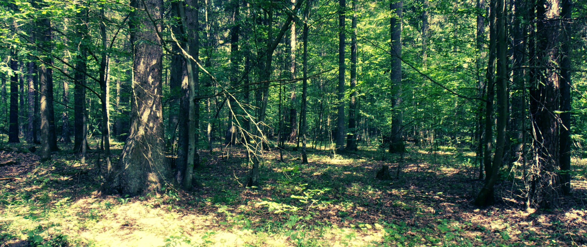 Puszcza białowieska