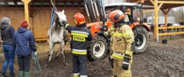 Ruda Śląska ul. Kingi, potrzeba transportu chorego konia do zagrody w celu zabezpieczenia i dalszych badań.