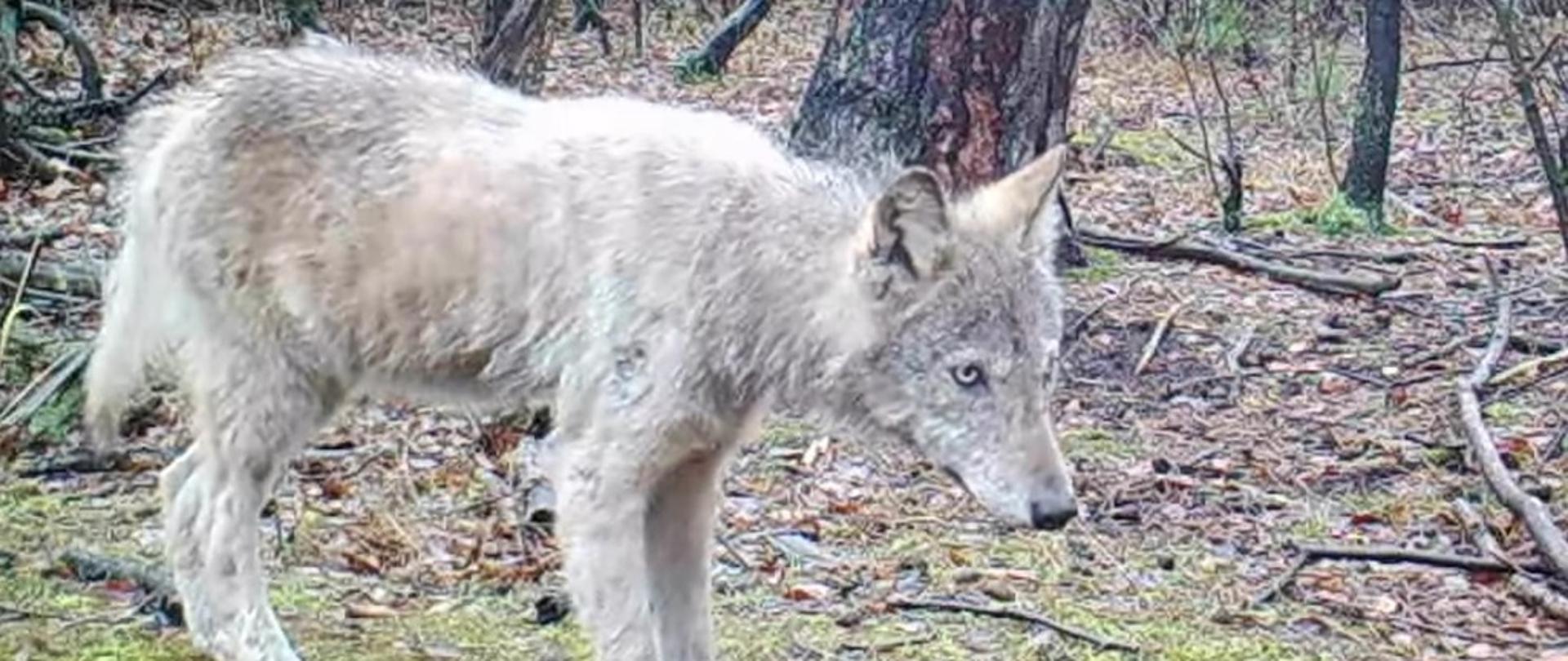 Postać zwierzęcia, szary wilk stoi na zielonym tle. Z tyłu widać drzewa.