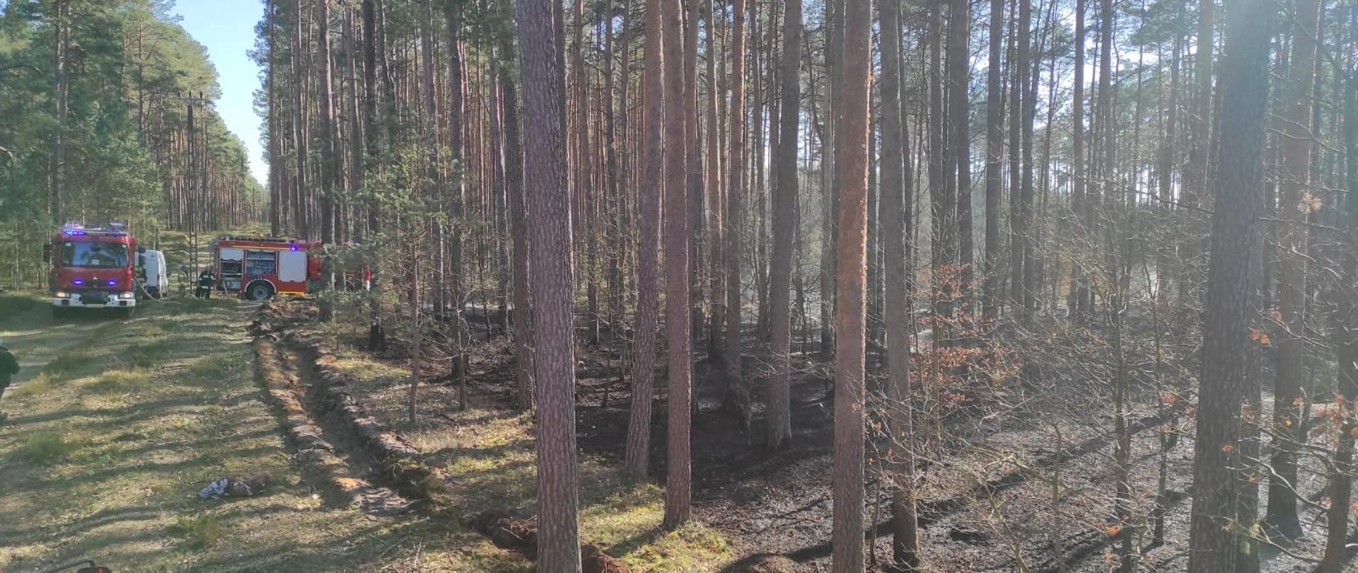 Na zdjęciu widoczny las z częściowo wypalonym poszyciem. Po lewej stronie na leśnej drodze stoją dwa czerwone samochody gaśnicze. Widoczny przód kabiny z włączonymi niebieskimi sygnałami świetlnymi, za nim prawy bok drugiego z otwartymi dwoma żaluzjami skrytek, przy których widoczne postaci strażaków w ciemnych mundurach bojowych. Wzdłuż ściany lasu widoczna wyorana bruzda w pokrywie gleby.
