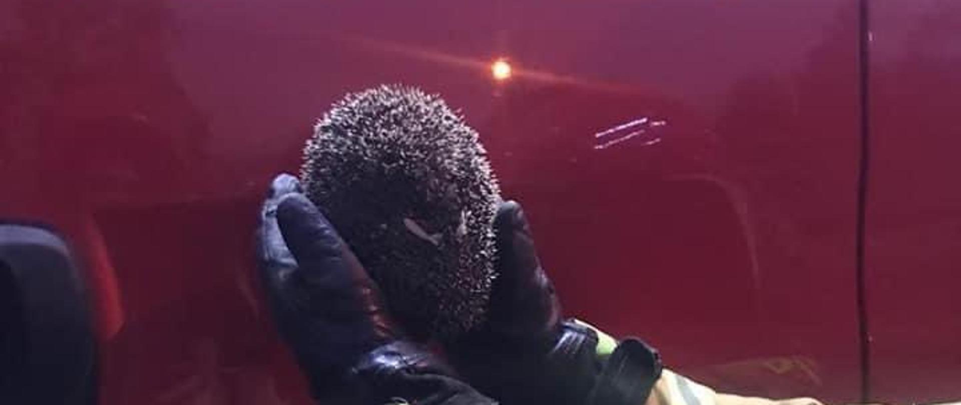 Jeż w rękach strażaka, na tle samochodu ratowniczo gaśniczego.