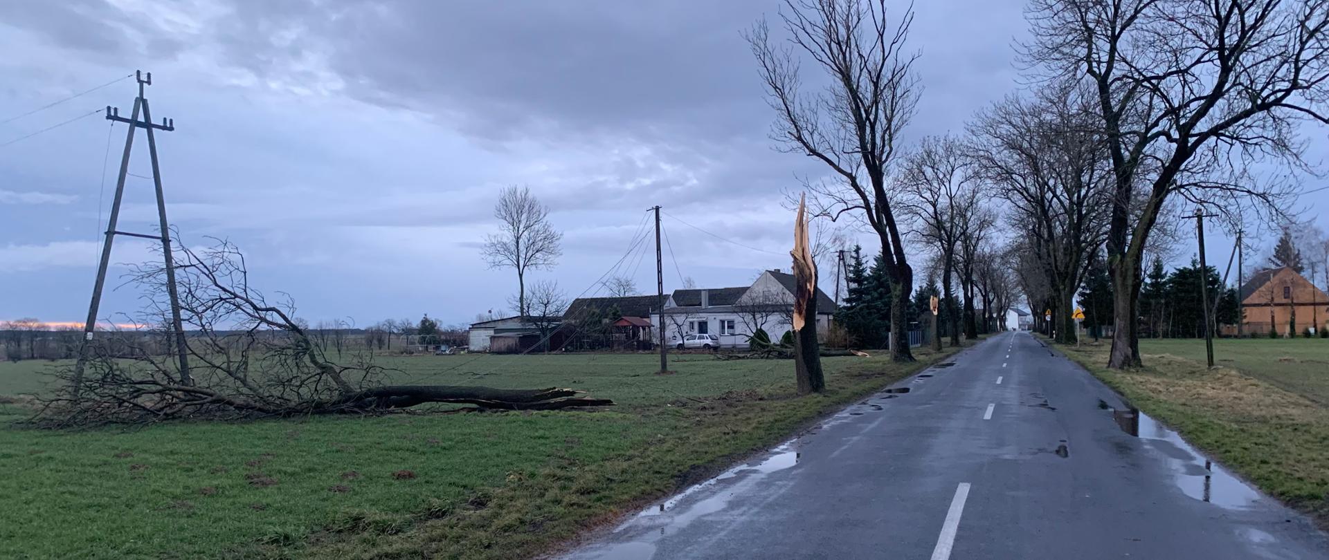 2 złamane drzewa, które zerwały linie energetyczne w Dzierzążnie