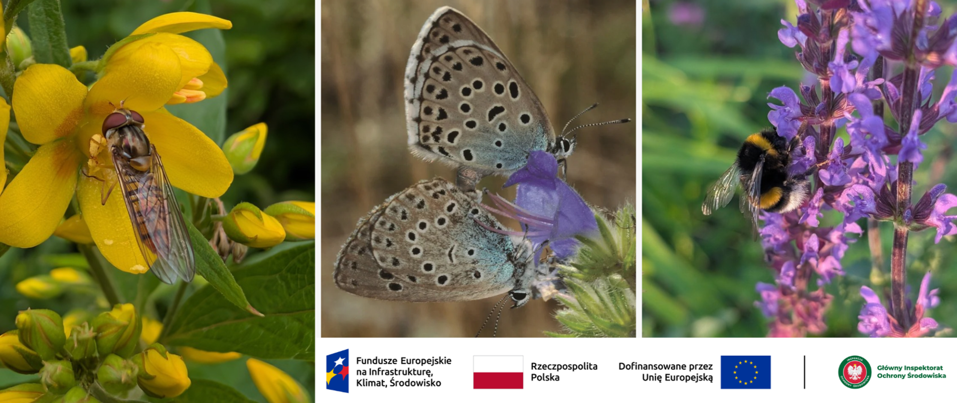 O polskim projekcie monitoringu dzikich owadów zapylających w Brukseli