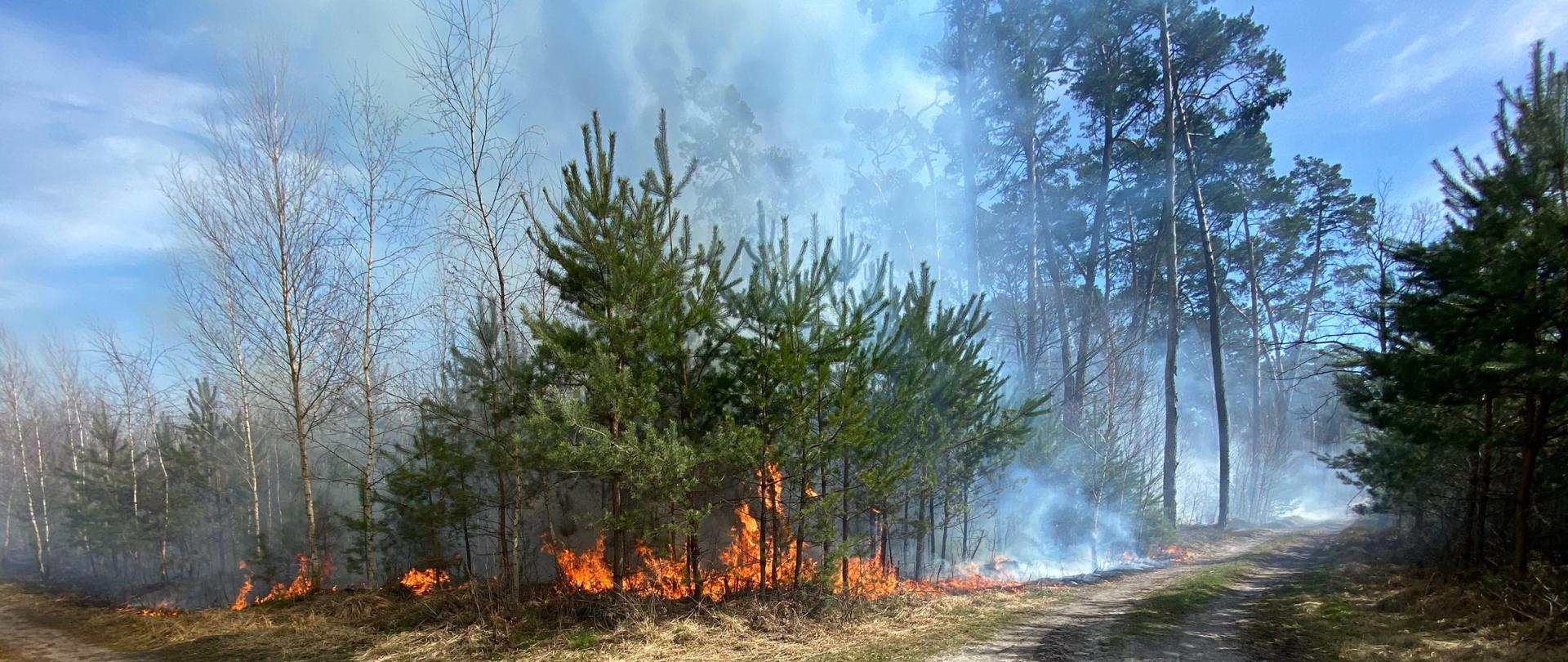 pożar poszycia leśnego, ogniem objęte drzewa oraz ściółka