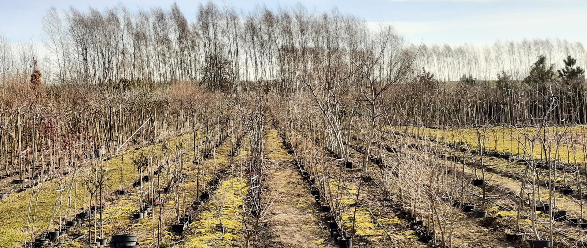 Młode drzewa bez liści posadzone w równych rzędach. Zielona trawa i niebo. 