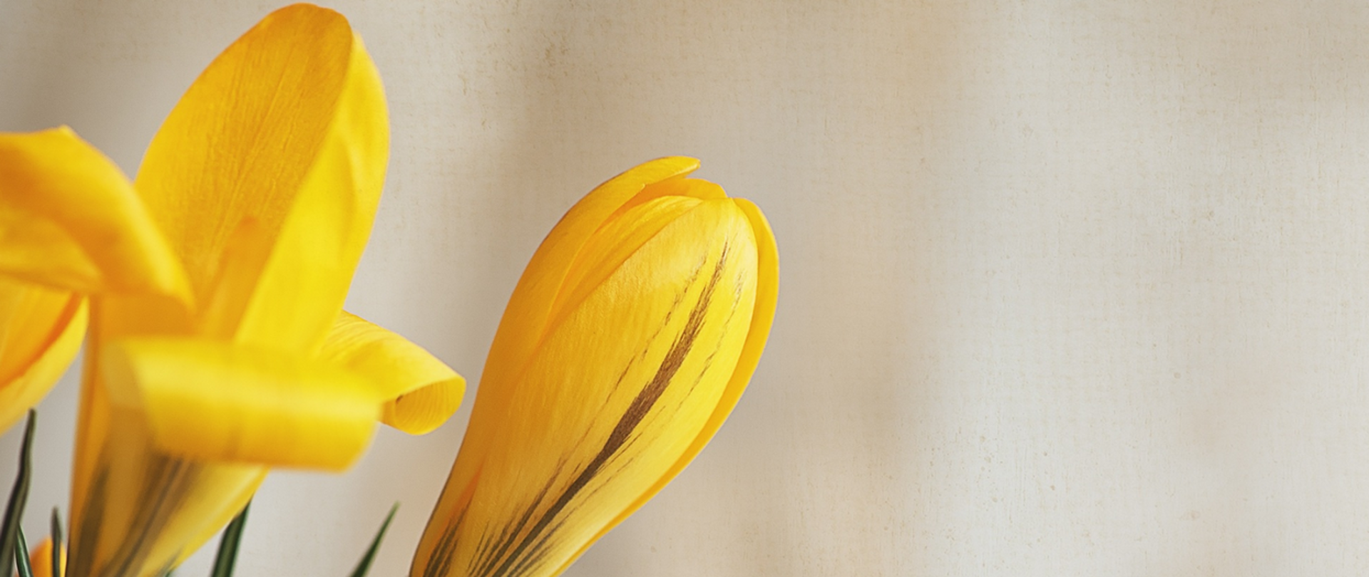 Na beżowym tle po lewej stronnie żółte krokusy