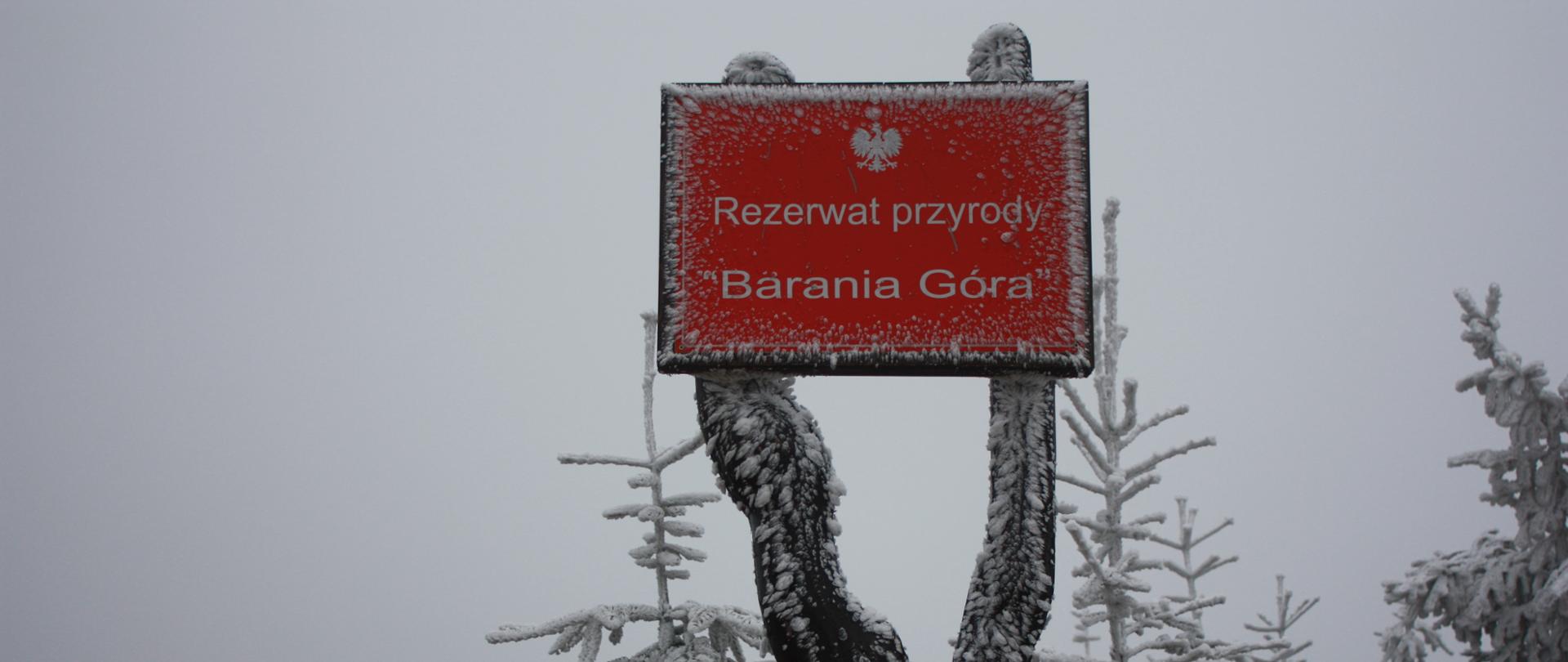 Zdjęcie wykonane zimą, przedstawia lekko ośnieżoną, czerwoną tabliczkę z napisem Rezerwat przyrody "Barania Góra", w tle ośnieżone, niewielkie świerki 