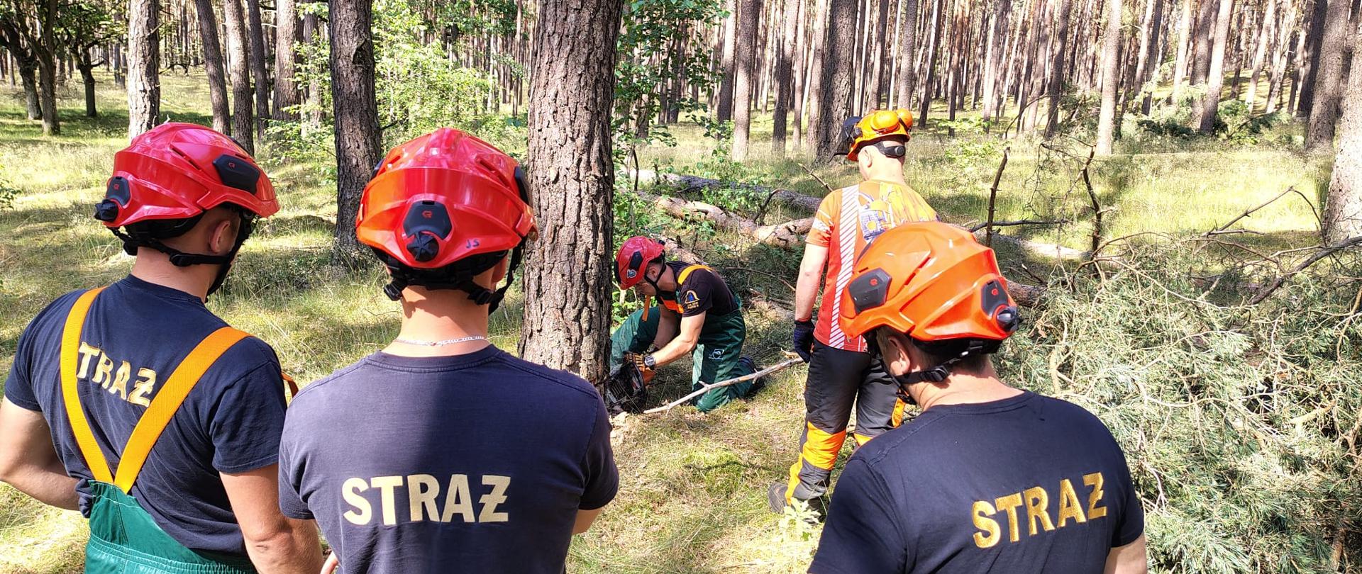 Na zdjęciu widać strażaków w trakcie ćwiczeń z zakresu obalania drzew w lesie. 