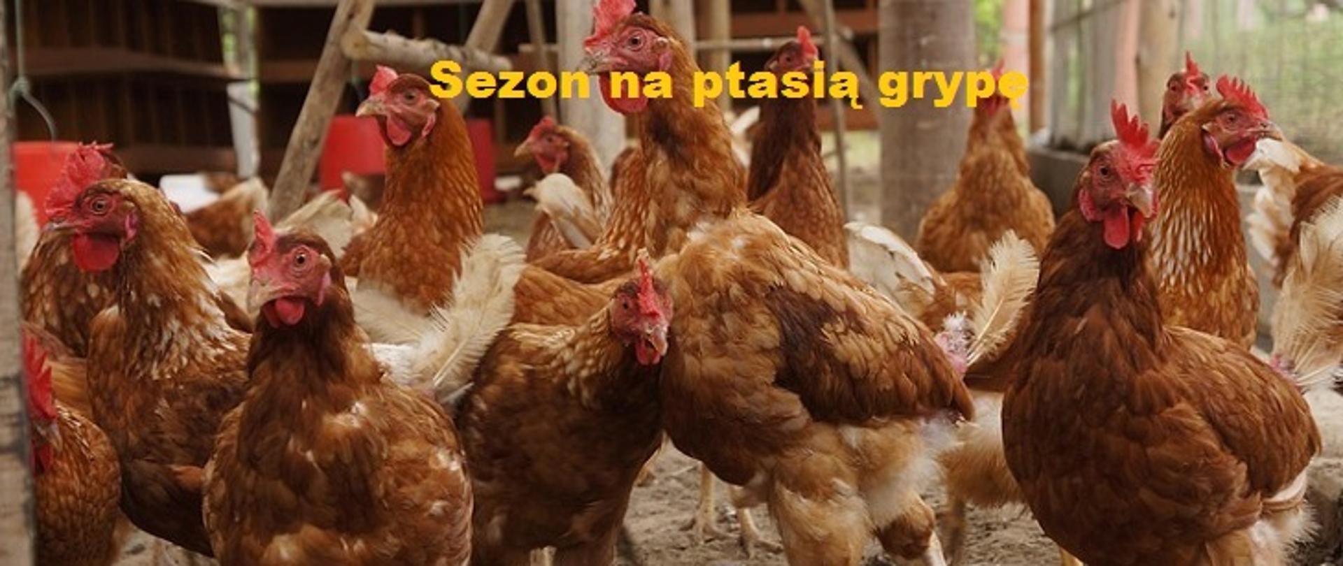Zdjęcie przedstawia grupę kur na fermie drobiu. Kury mają brązowe pióra i czerwone grzebienie. Niektóre z nich patrzą bezpośrednio w kamerę. W tle widać drewniane elementy konstrukcji kurnika. Na zdjęciu znajduje się żółty napis w języku polskim: "Sezon na ptasią grypę", co sugeruje tematykę związaną z wirusem grypy ptaków.