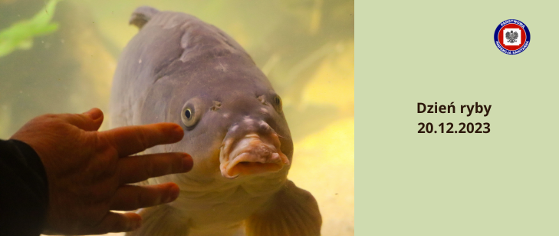 Po prawej stronie na seledynowym tle ciemny napis Dzień ryby 20.12.2023 a w prawym górnym rogu logo Państwowej Inspekcji Sanitarnej. Po lewej zdjęcie karpia w akwarium i dłoń mężczyzny dotykająca ściany akwarium.