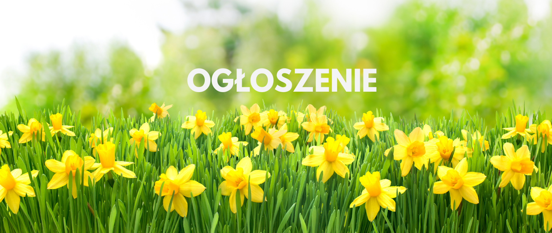 Na obrazku w dolnej części łąka pełna żółtych narcyzów, a nad nimi biały napis ogłoszenie.