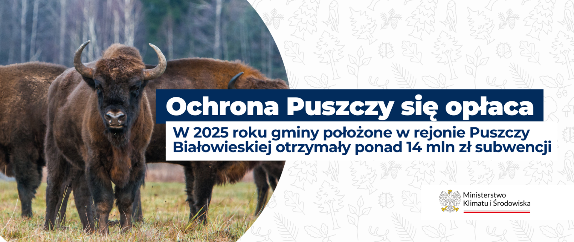 Po lewej stronie baneru znajduje się fotografia przedstawiająca żubry. Po prawej stronie znajdują się dwa napisy. Na niebieskim tle słowa Ochrona Puszczy się opłaca zostały zapisane białymi literami. I pod spodem na białym tle niebieskimi literami W 2025 roku gminy położone w rejonie Puszczy Białowieskiej otrzymały ponad 14 mln zł subwencji