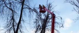 Usuwanie drzewa przez OSP Drohiczyn i OSP Sieniewice