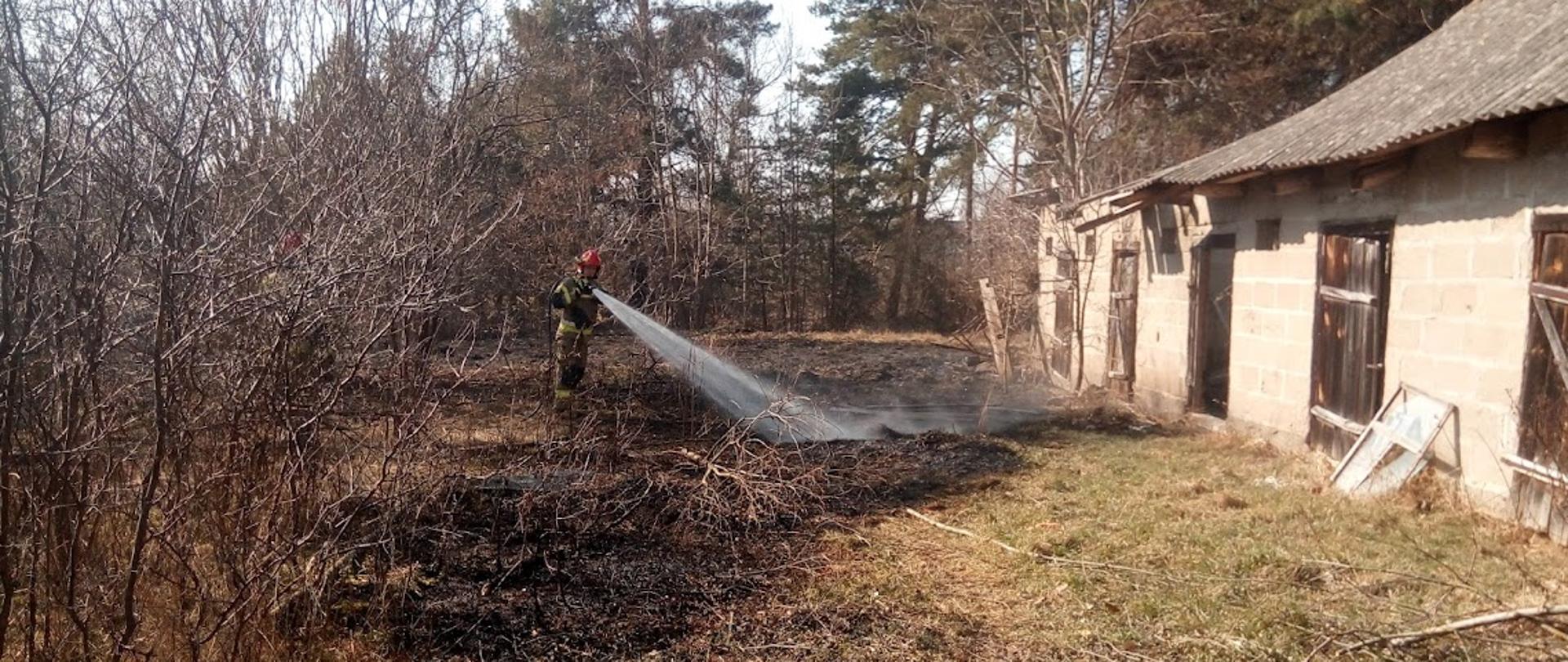 Wypalony teren po pożarze traw. Obok budynek gospodarczy, który udało się uratować przed pożarem. Strażak dogasza zarzewia ognia.