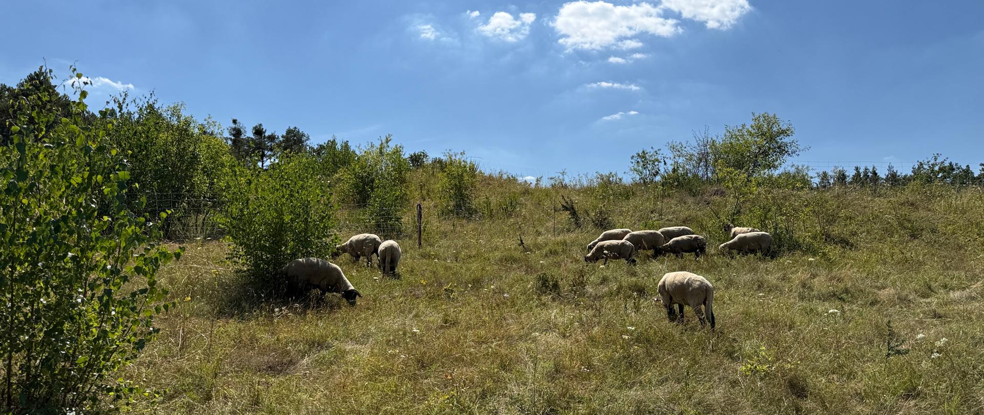  Owce czarnogłówki pasące się na murawie kserotermicznej. 
