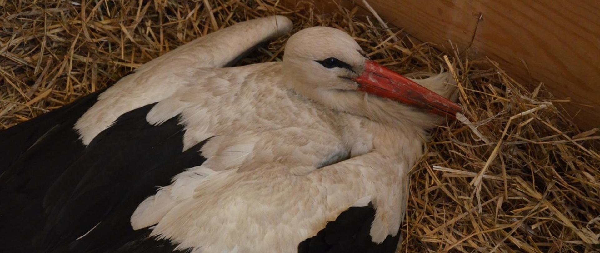 Bocian leżący w gnieździe wysłanym słomą.