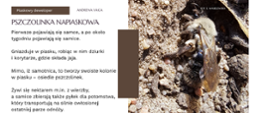 Pierwsze pojawiają się samce, a po około tygodniu pojawiają się samice. Gniazduje w piasku, robiąc w nim dziurki i korytarze, gdzie składa jaja. Mimo, że samotnica, to tworzy swoiste kolonie w piasku - osiedle pszczolinek. Żywi się nektarem m.in. z wierzby, a samice zbierają także pyłek dla potomstwa, który transportują na silnie owłosionej ostatniej parze odnóży.