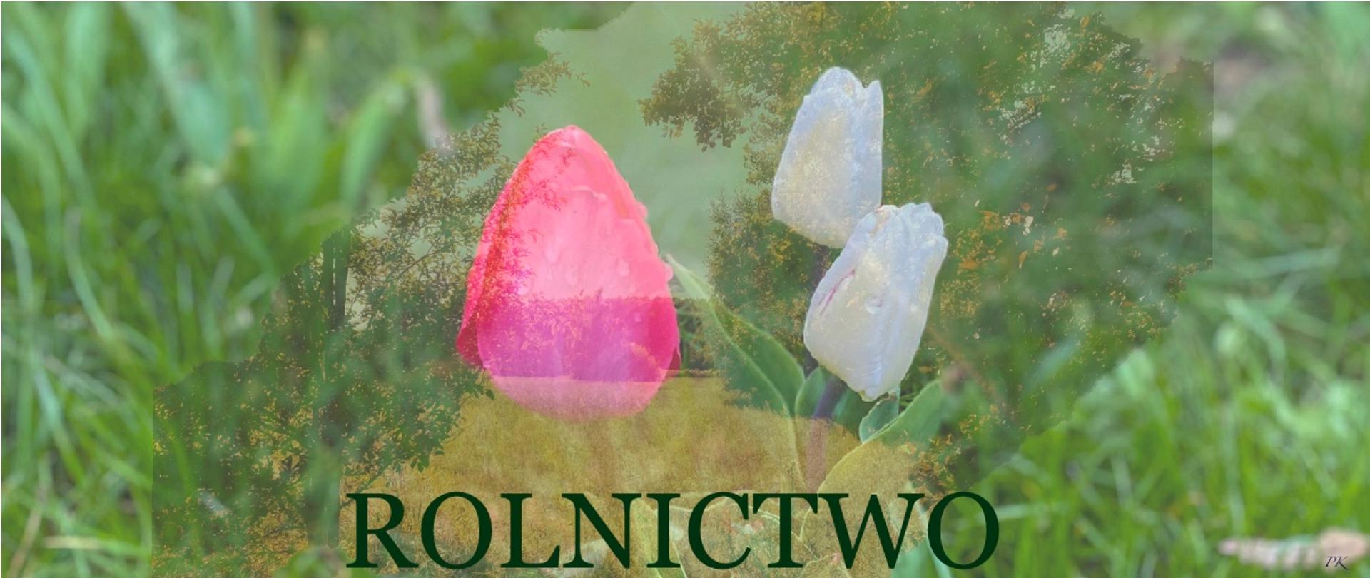 Rolnictwo