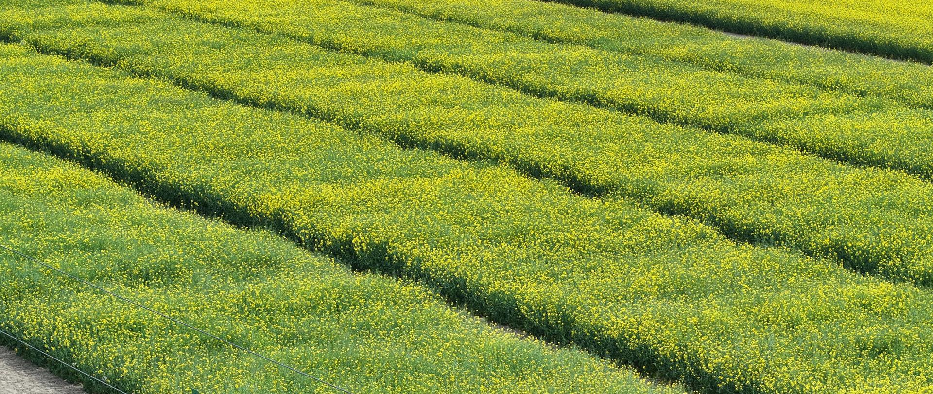 Poletka z kwitnącym rzepakiem