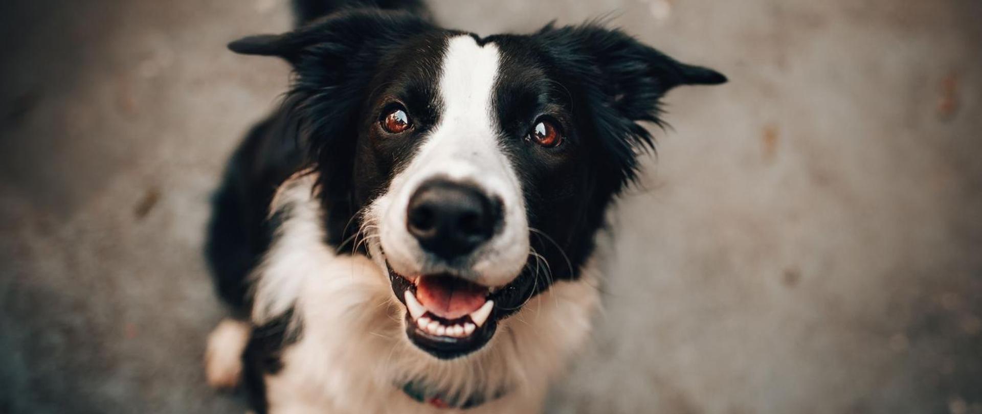 Kampania informacyjna zaszczep pupila, to tylko chwila!