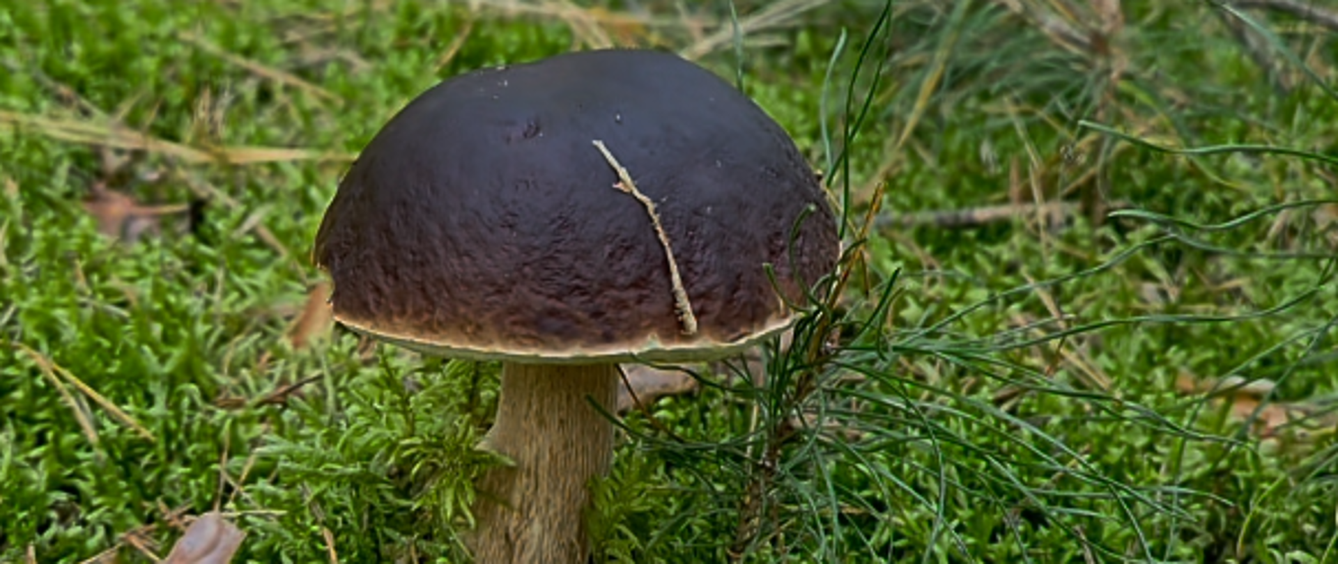Grzybobranie_3