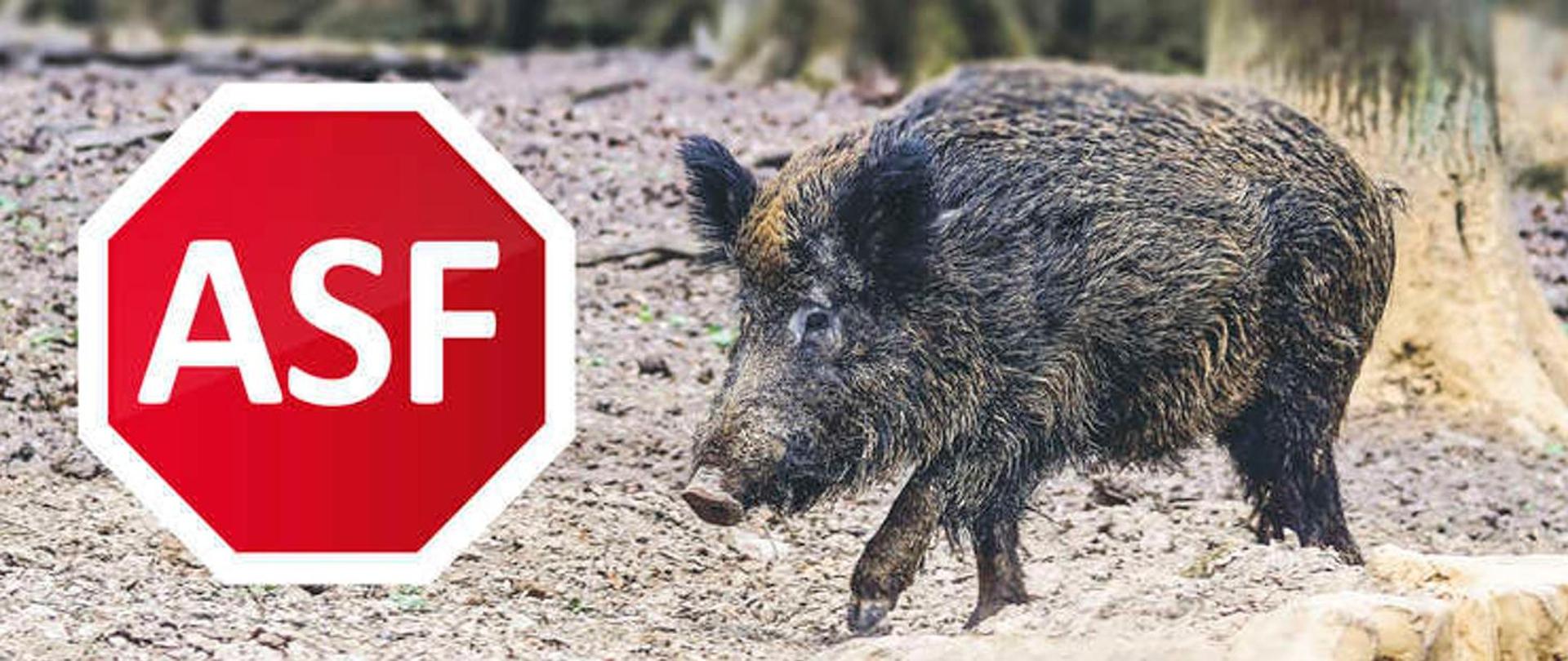 Widoczna tablica z białym napisem ASF,na czerwonym tle oraz w tle widoczny dzik 