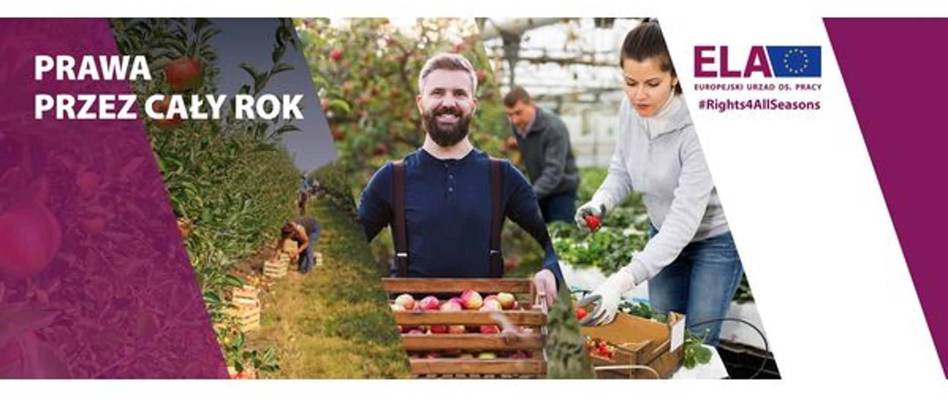 ludzie, owoce, skrzynki