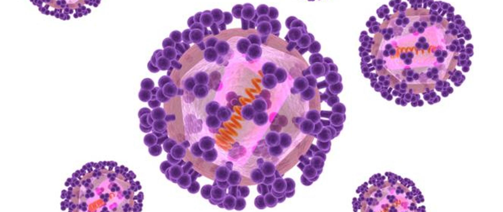 Wirus ospy wietrznej