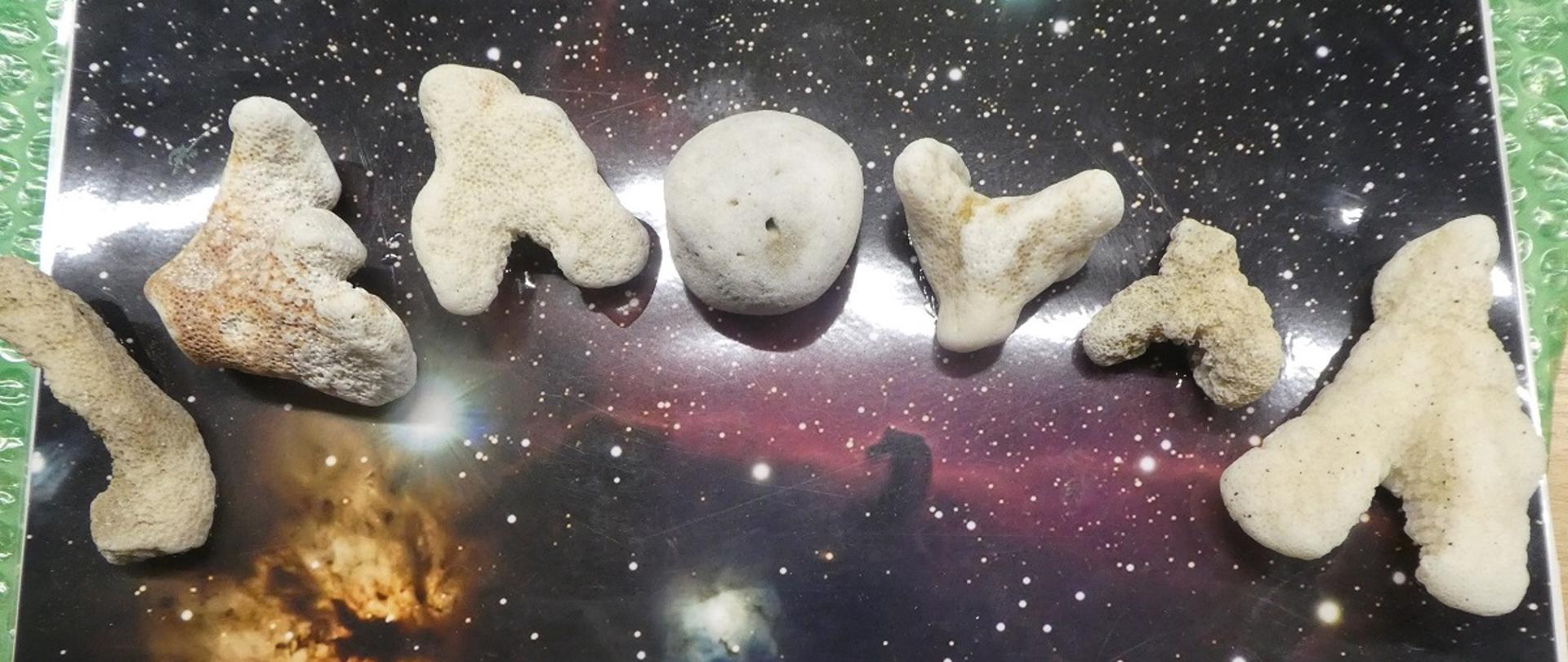 fragmenty rafy koralowej