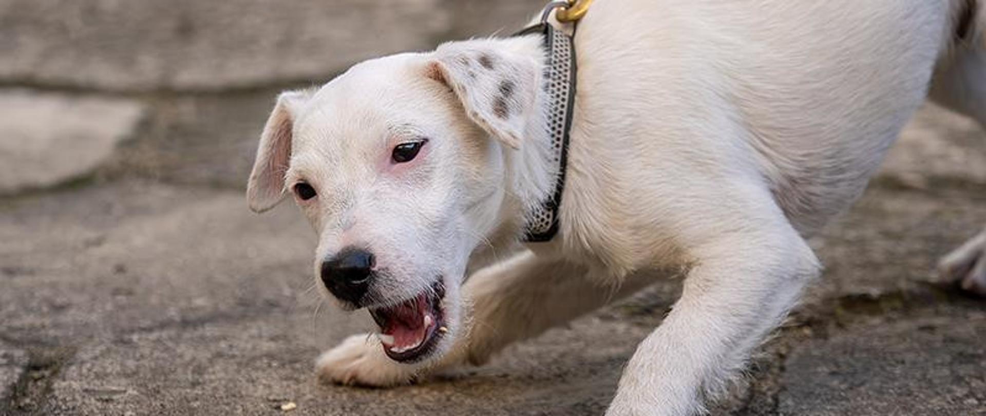 Fotografia białego, krótkowłosego psa na smyczy, który patrzy w bok z otwartym pyszczkiem. Tło stanowi szara, kamienna nawierzchnia.