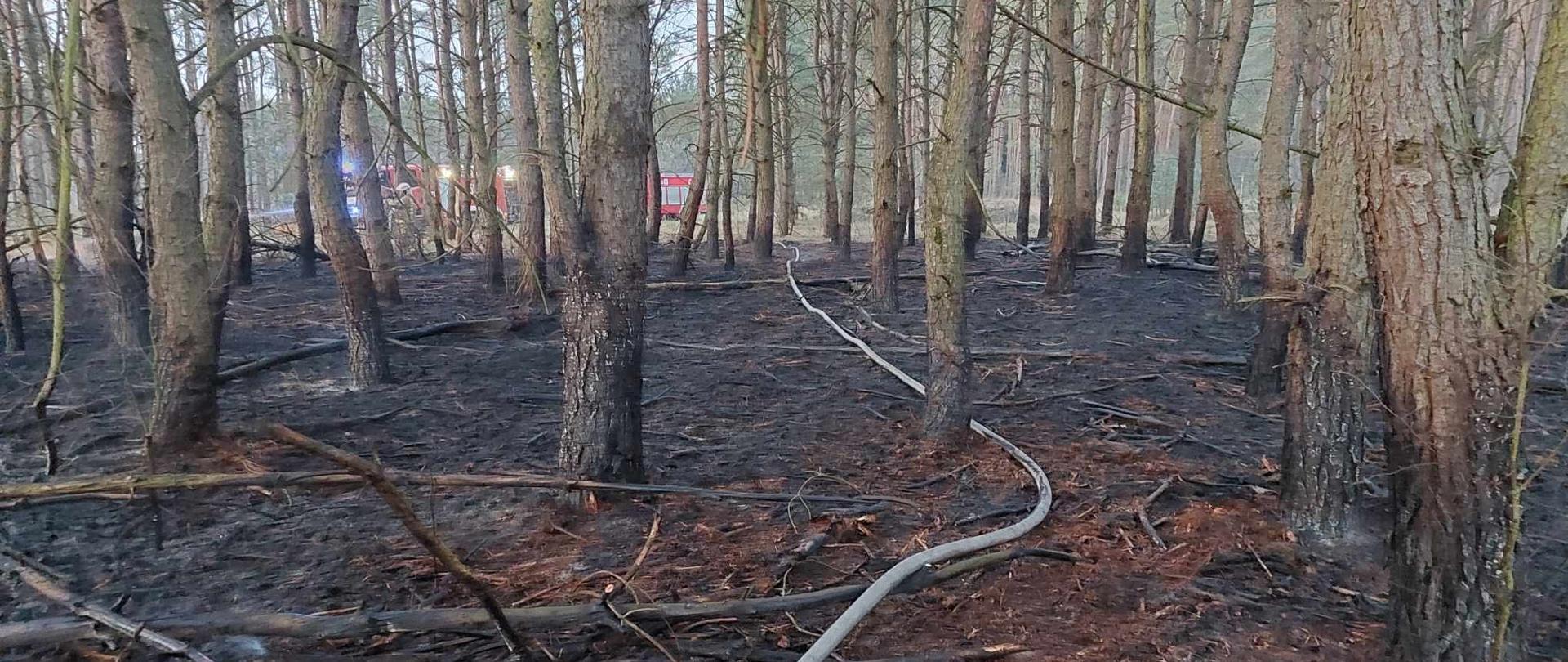 Spalona ściółka leśna w lesie, za drzewami somochody