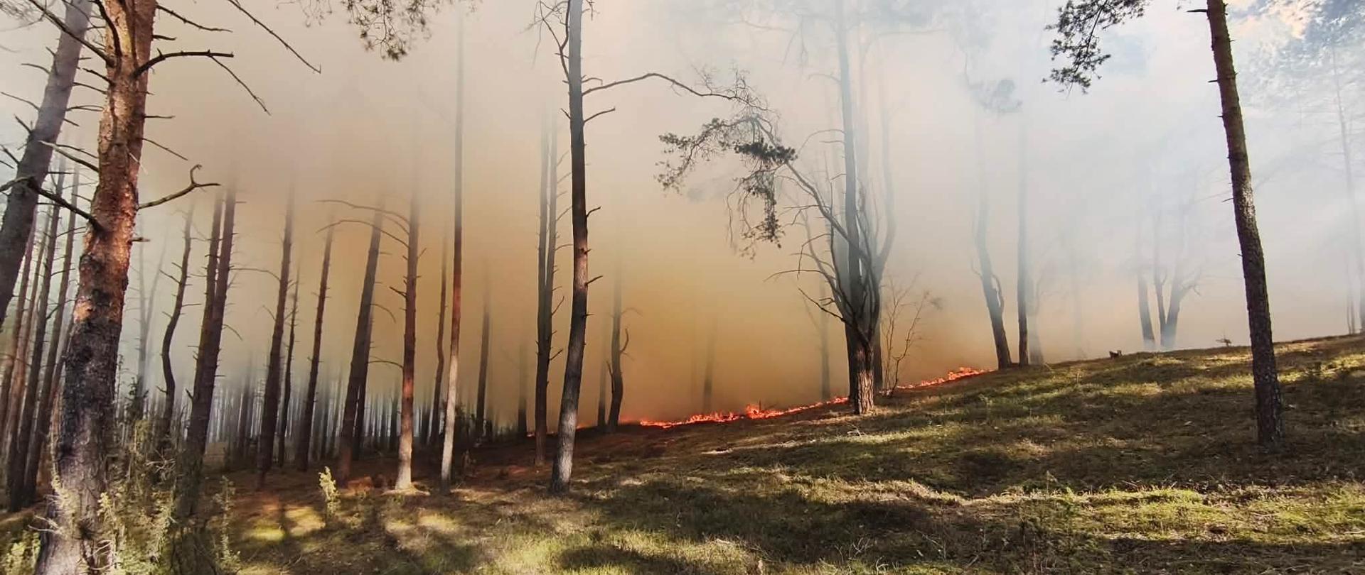 Rozprzestrzeniający się ogień w lesie i silne zadymienie w górnej części.
