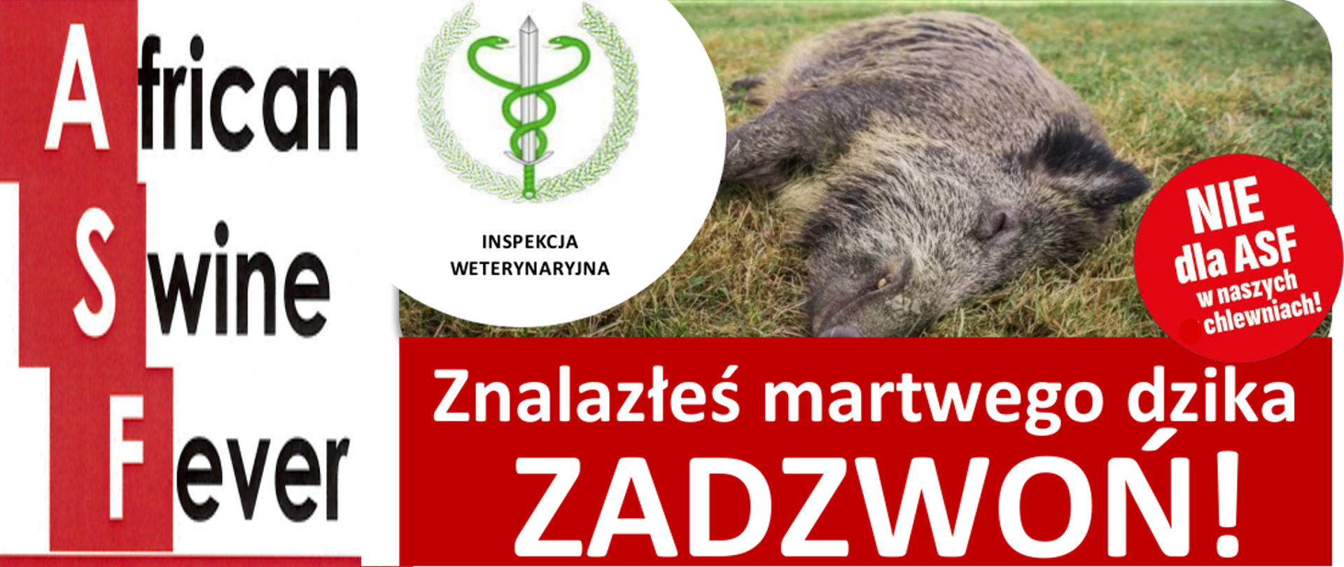 ASF - zagrożenie ciągle aktualne