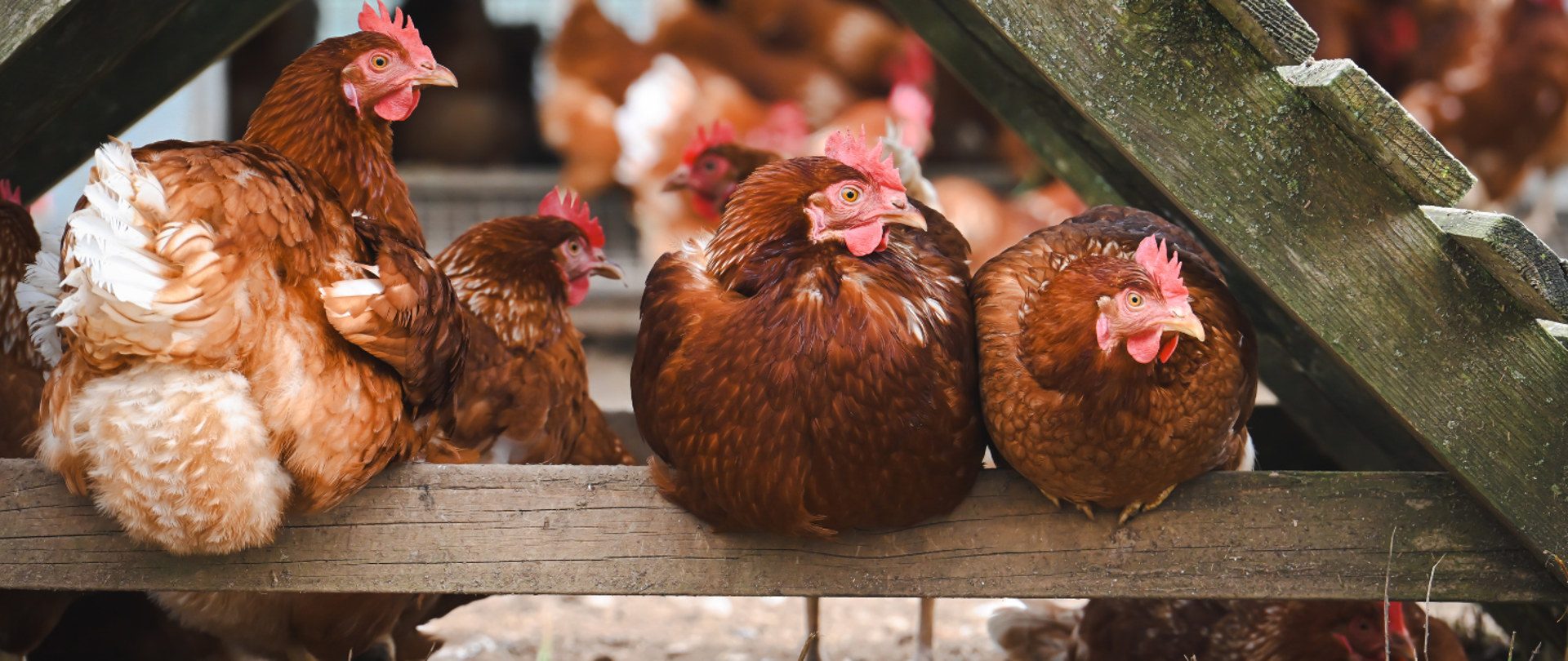 Uwaga na ptasią grypę