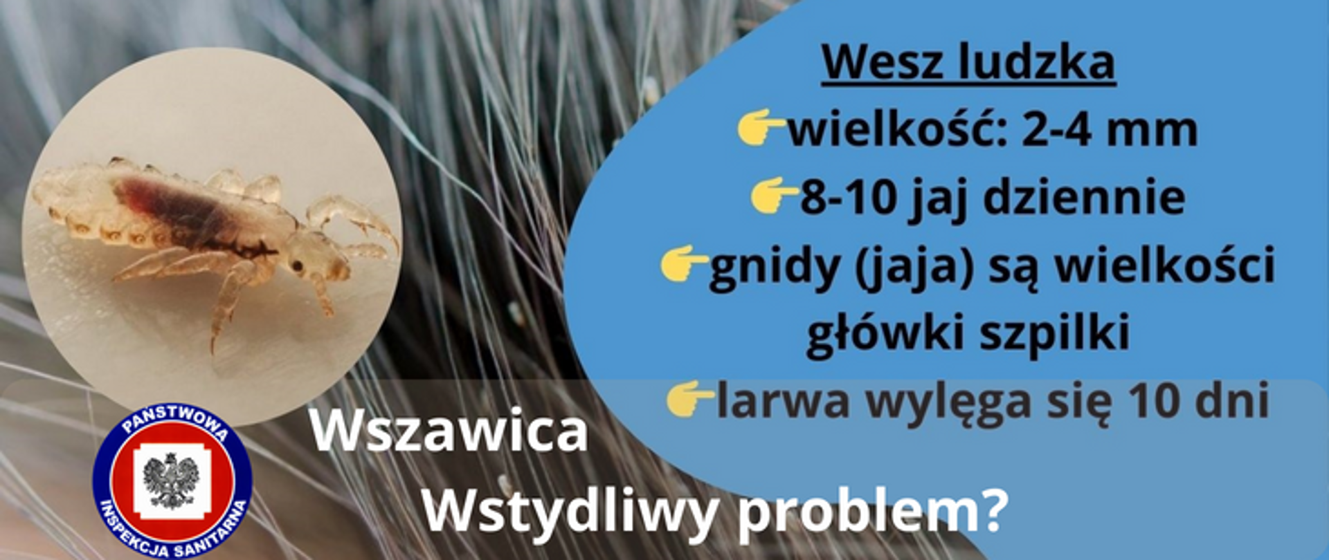 Zdjęcie przedstawia wesz w powiększeniu na tle włosów Oraz logo Państwowej Inspekcji Sanitarnej i napis Wszawica Wstydliwy problem?