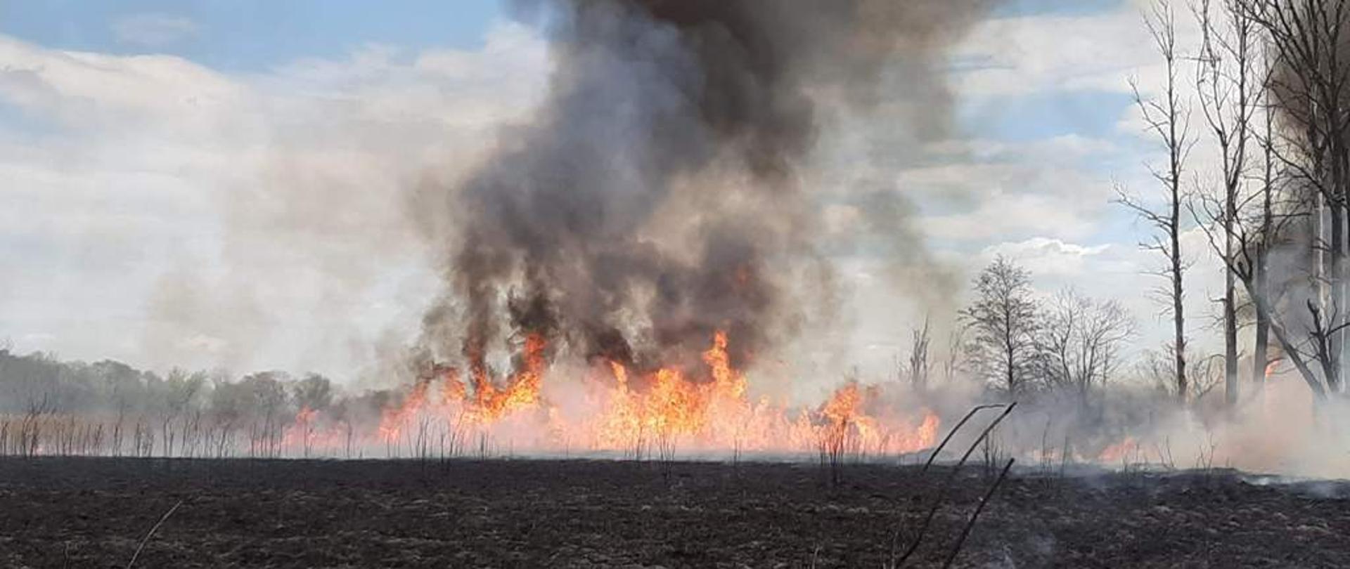 Na zdjęciu płomienie oraz słup dymu z palących się nieużytków