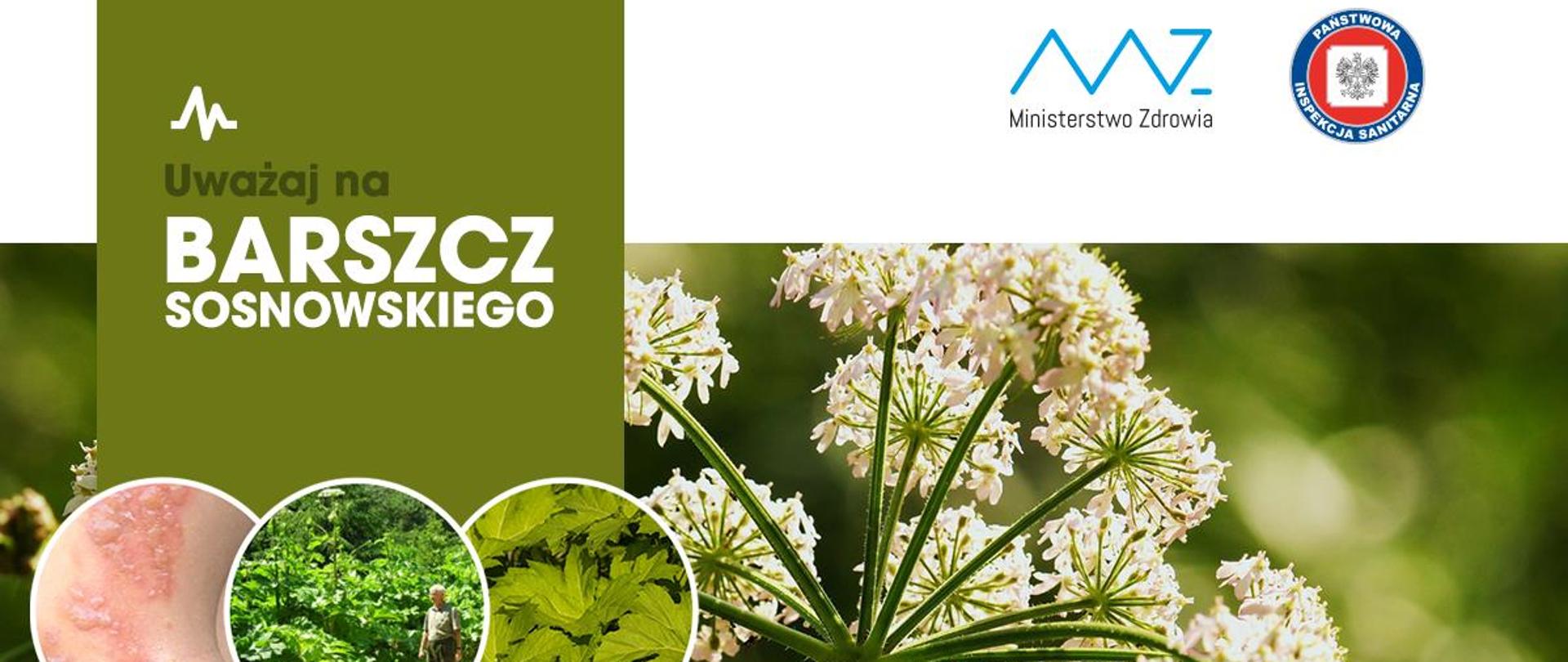 Uwaga_na_BARSZCZ_SOSNOWSKIEGO