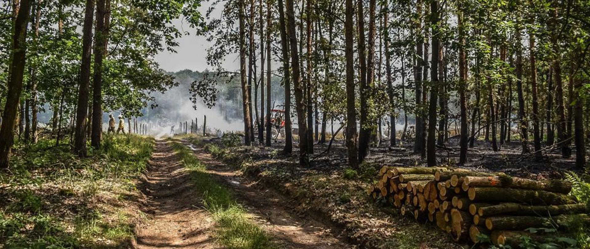 Pogorzelisko po pożarze lasu