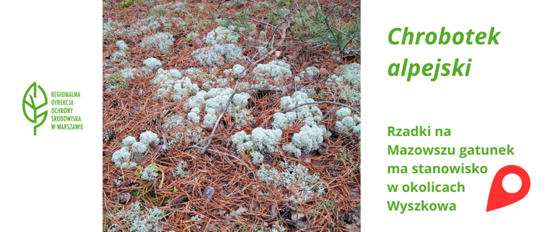 Logo,po lewej stronie, tekst po prawej na środku fotografia przedstawiająca igły drzewa i szaro-białe kępki porosta