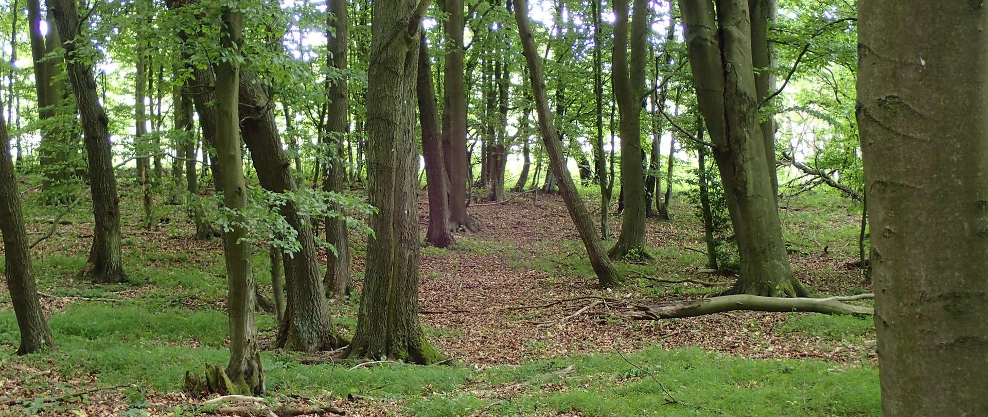 Grad_subatlantycki_Szczodorowo_fotAL_20200623