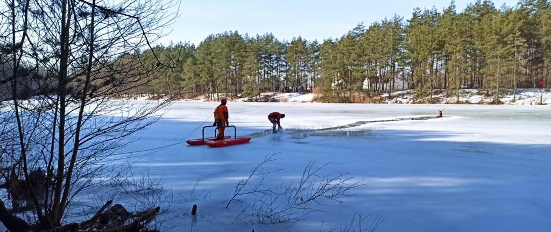 Zdjęcie przedstawia dwóch strażaków w pełnym zabezpieczeniu, którzy wykonują tor (kruszą lód) do wyjścia zwierzęcia na brzeg. Strażacy znajdują się na lodzie akwenu. Pozostała część akwenu zamarznięta.